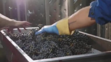 Siyaset bir depo ile taze hasat üzüm doldurma alt.