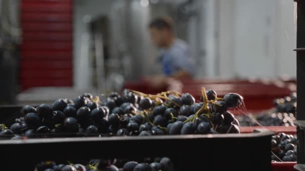 盒子里有葡萄在酿酒厂生产室的工作过程中的背景 在背景上用新鲜收获的葡萄填充禾场的人 — 图库视频影像