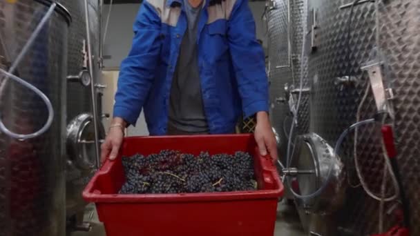 Trabalhador levar uma caixa com uva na sala de produção da adega — Vídeo de Stock