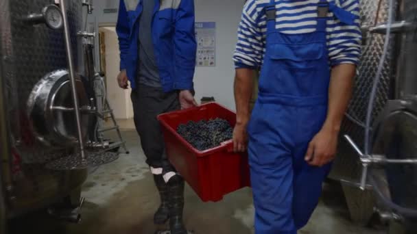 Zwei Arbeiter tragen eine Kiste mit Trauben im Produktionsraum des Weinguts — Stockvideo