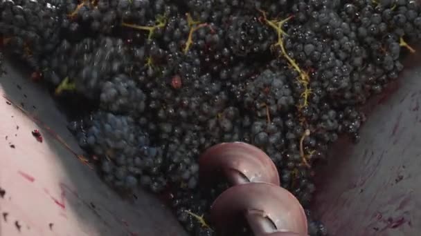 Сожмите виноград с прессой. Производство вина на винодельне, крупным планом — стоковое видео