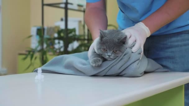 獣医は獣医クリニックで予防接種前に、猫にエリザベス首輪を置く. — ストック動画