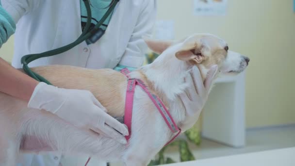 Dierenarts onderzoekt de hond met de stethoscoop In veterinaire kliniek. — Stockvideo