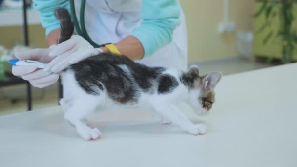 Vet εξετάζει ένα μικρό χαριτωμένο γατάκι στην κτηνιατρική κλινική — Αρχείο Βίντεο