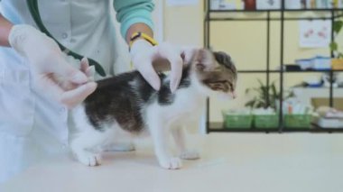 Belgili tanımlık yavru kedi veteriner enjekte aşı, hayvan hastalıklarıyla ilgili yok.