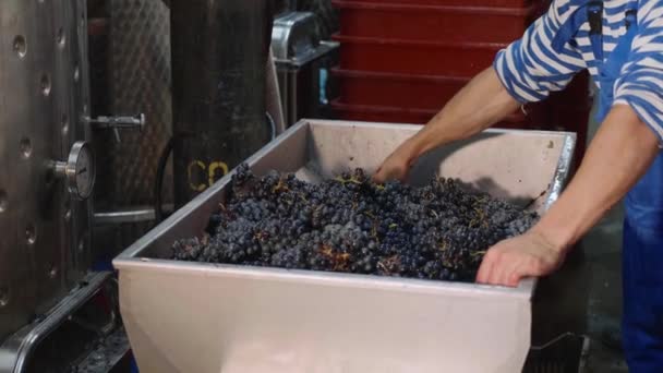 Aprieta la uva con la prensa. Elaboración de vino en bodega, primer plano — Vídeos de Stock