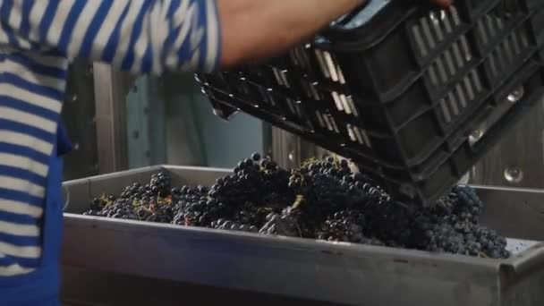 Працівник, що наповнює бункер винного пресу свіжозібраним виноградом . — стокове відео
