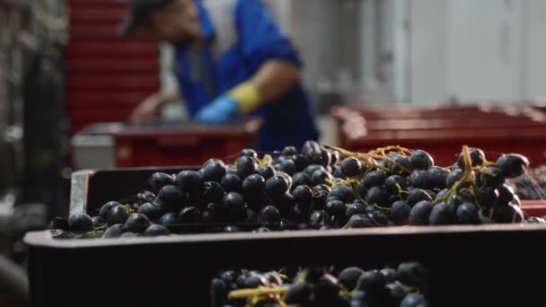 Caja con uva en la sala de producción de la bodega con proceso de trabajo en el fondo . — Vídeo de stock