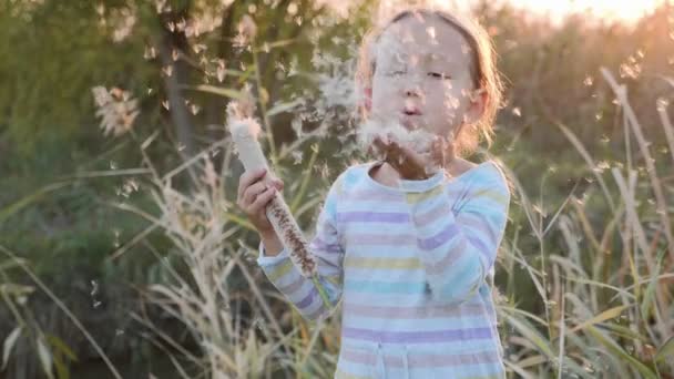 Söt liten flicka ha kul blåser maskros frön medan du kopplar av på naturen. — Stockvideo