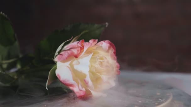 아름 다운 장미 슬로우 모션에서 연기와 함께 냉동 — 비디오