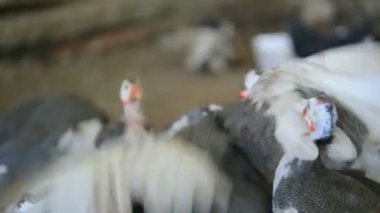 Gine nehirlerdeki kavgalar çiftliğinde