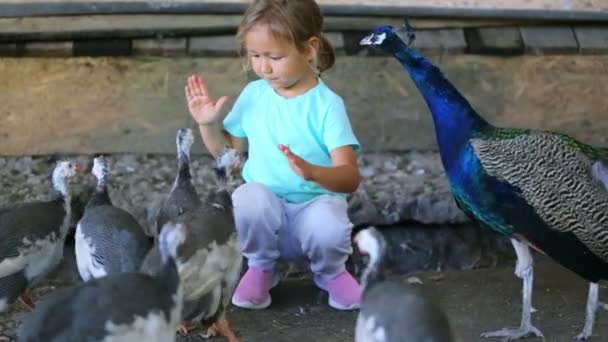 Schattig kind meisje parelhoenders voeding uit handen — Stockvideo