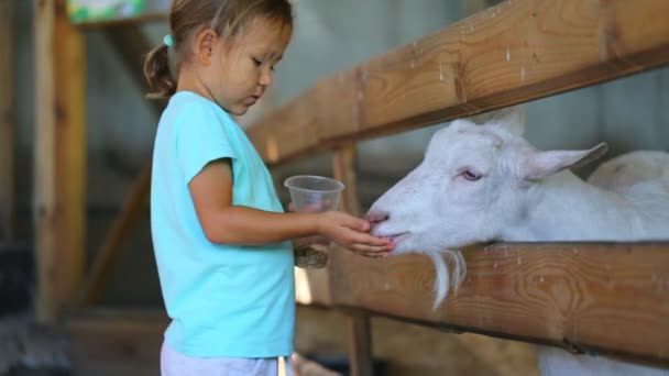 Niedliches kleines Mädchen füttert auf dem Bauernhof eine Ziege aus ihren Händen — Stockvideo