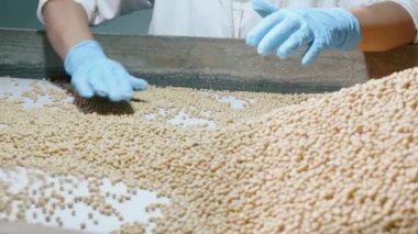 Organik çiğ kuru soya fasulyesi, Soya süt fabrikası sıralama işçi