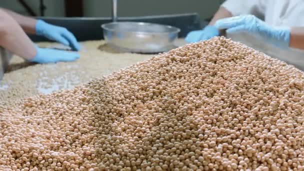 Werknemers sorteren van biologische rauwe droge sojabonen in soja melk fabriek — Stockvideo