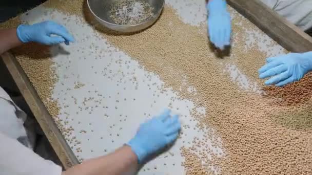 Εργάτες διαλογής οργανικό ακατέργαστο στεγνό σόγια στο εργοστάσιο γάλακτος σόγιας — Αρχείο Βίντεο