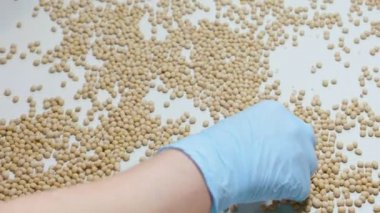Organik çiğ kuru soya fasulyesi, Soya süt fabrikası sıralama işçi