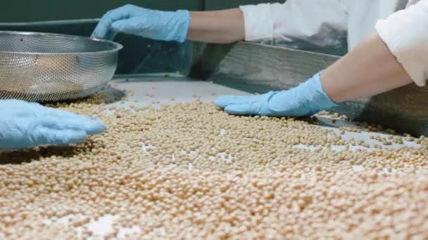 Munkavállalók rendezése szerves nyers száraz szójabab, szója tej gyár — Stock videók