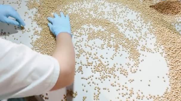 スローモーションで大豆牛乳工場で有機生乾燥大豆を並べ替えの労働者 最高の品質 Rpoduce の肉体労働 — ストック動画