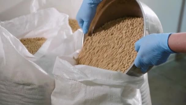 콩 우유 공장에서 정렬 후 자루에는 콩을 붓는 작업자 — 비디오