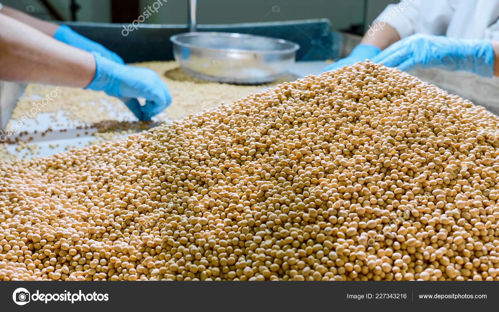 Workers sorting organic raw dry soy beans at soy milk factory Stock