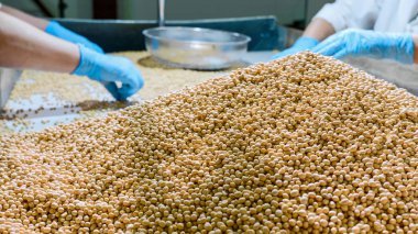 Organik çiğ kuru soya fasulyesi, Soya süt fabrikası sıralama işçi
