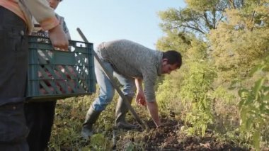 Çiftçi Eko çiftlik alanında organik tatlı patates hasat çocuklu.