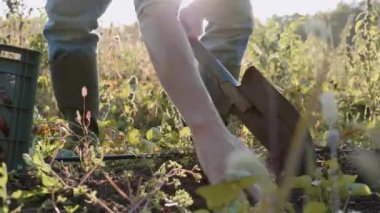 Showel ile kazma ve alan, tatlı patates hasat çiftçi