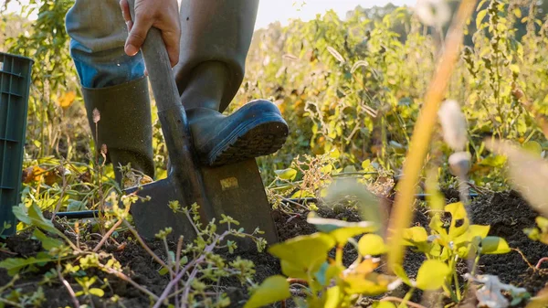 Boer opgraven van met een showel en het oogsten van zoete aardappelen op veld — Stockfoto