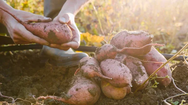 Farmer scavare con una showel e la raccolta di patate dolci a campo Immagine Stock