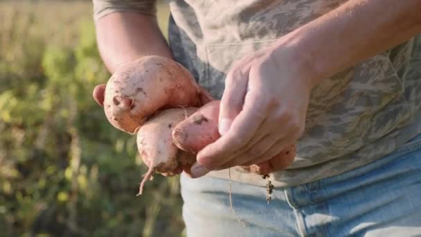Agricoltore Che Tiene Coltura Fresca Patata Dolce Mani Pulendolo Controllando — Video Stock