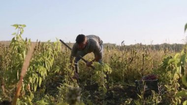 Showel ile kazma ve alan, tatlı patates hasat çiftçi