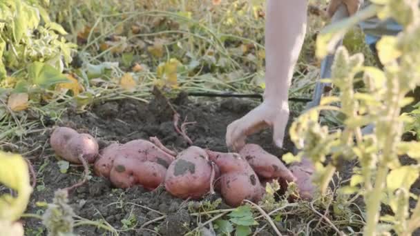 Fermier déterrant avec une vitrine et récoltant des patates douces au champ — Video