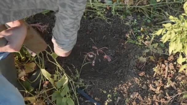 Agricultor cavando con un showel y cosechando batatas en el campo — Vídeo de stock