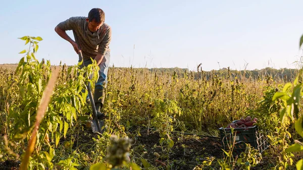 Agricultor cavando con un showel y cosechando batatas en el campo — Foto de Stock