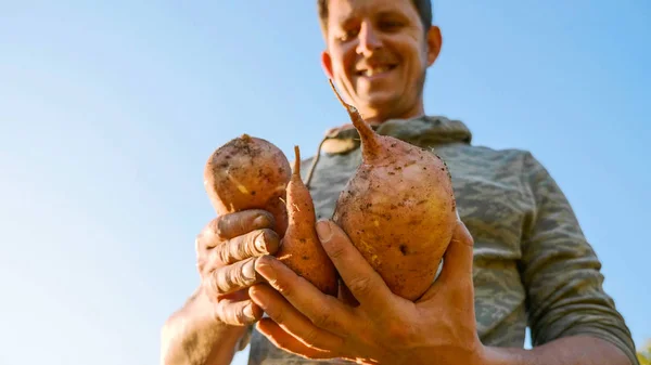Bu, yakın çekim teftiş ve tatlı patates taze ürün elinde tutan çiftçi