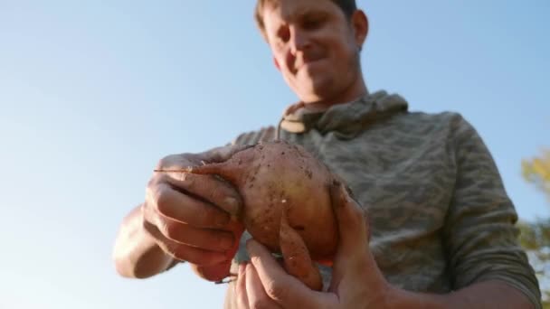 Agricultor sosteniendo cultivo fresco de batata en las manos e inspeccionándolo, primer plano — Vídeos de Stock