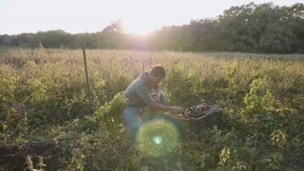 Agricultor cavando com uma pá e colhendo batatas-doces no campo — Vídeo de Stock