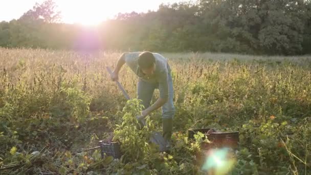 Agricultor cavando com uma pá e colhendo batatas-doces no campo — Vídeo de Stock