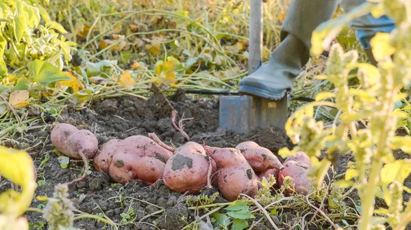 Agricultor cavando con un showel y cosechando batatas en el campo — Foto de Stock