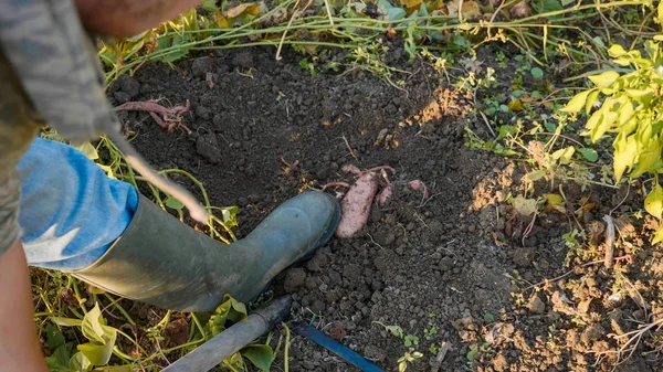 Agricultor cavando con un showel y cosechando batatas en el campo — Foto de Stock