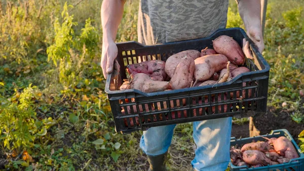 Agricoltore che trasporta la scatola con patate dolci a campo, primo piano Fotografia Stock