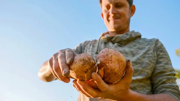 Agricultor sosteniendo cultivo fresco de batata en las manos e inspeccionándolo, primer plano — Foto de Stock