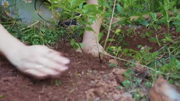 Kobieta, sadzenie kiełki kwiatów w glebie w ogrodzie — Wideo stockowe