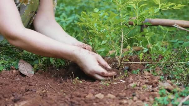 Женщина сажает цветы в почве в саду — стоковое видео