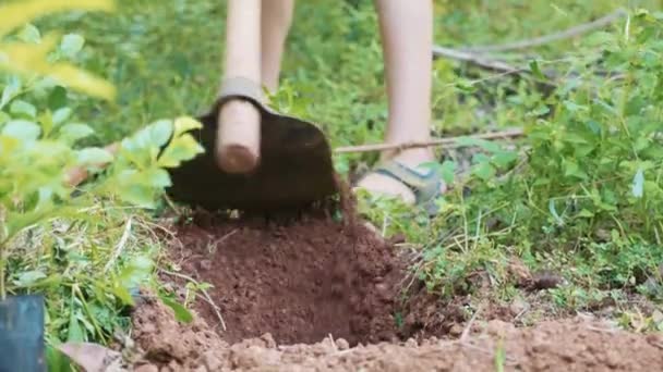 Loosen the dry soil with a hoe.Working soil with hoe, close-up — Stock Video