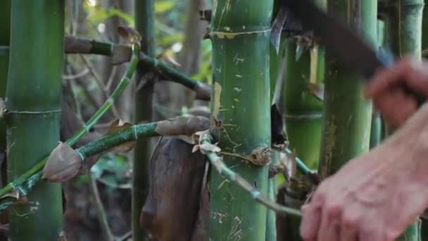 Kaukasiska man kotletter bambu med machete på skogen — Stockvideo