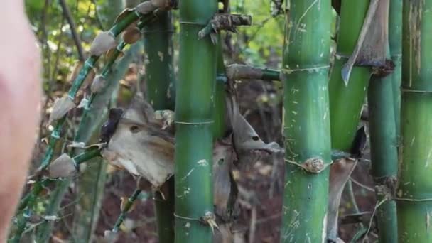Белый мужчина рубит бамбук мачете в лесу. — стоковое видео