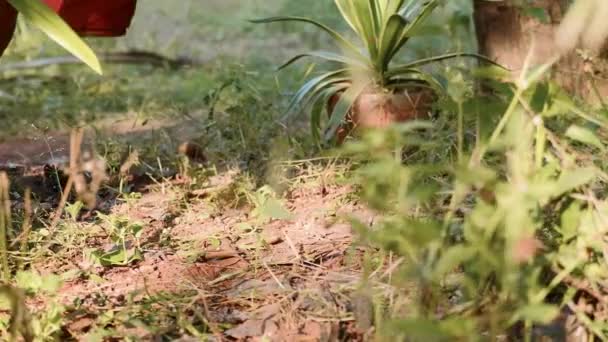 Junge Frau arrangiert Blumentöpfe im heimischen Garten, Nahaufnahme — Stockvideo