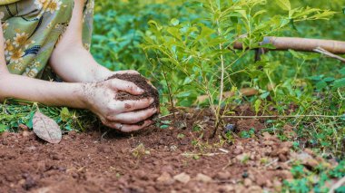 Toprak Garden çiçek lahanası dikim kadın